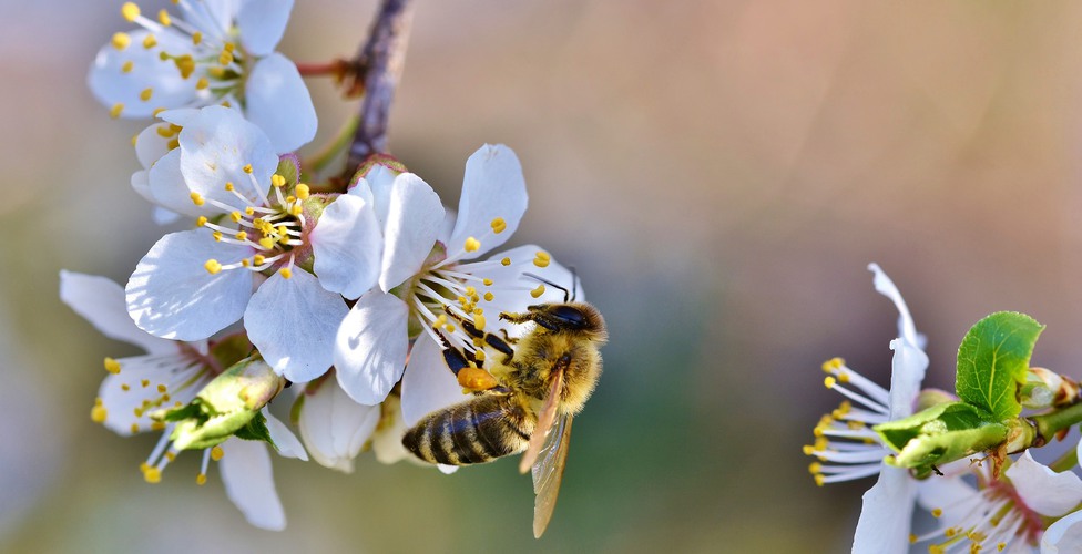 Bi som sitter på en vit körsbärsblomma