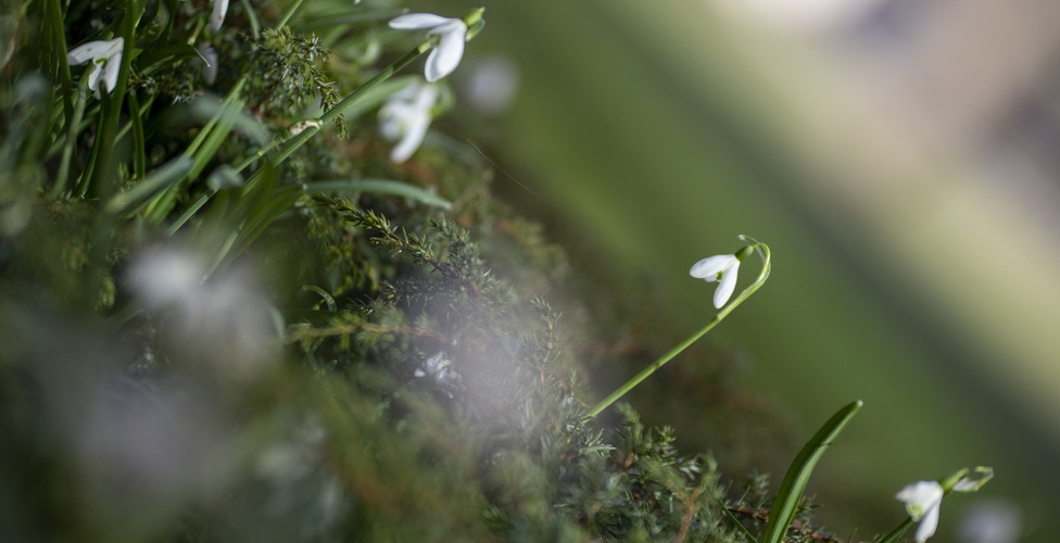 Blommande snödroppar på campus