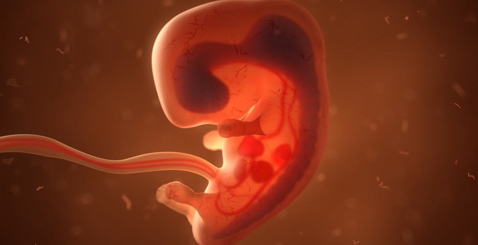 Human fetus with internal organs, 3d illustration