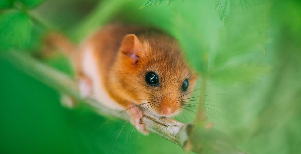 Little hazel dormouse climb the twigs in nature. Muscardinus avellanarius - Endangered animal.