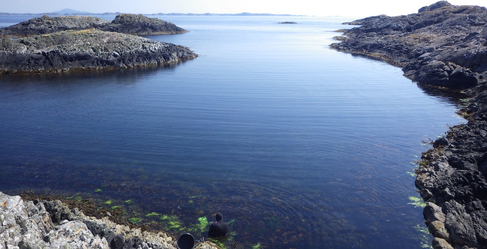 Utanför Bergen, Norge - Projekt Biologisk mångfald i det marina algbältet