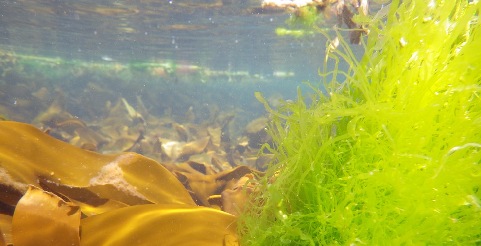 Projekt Biologisk mångfald i det marina algbältet