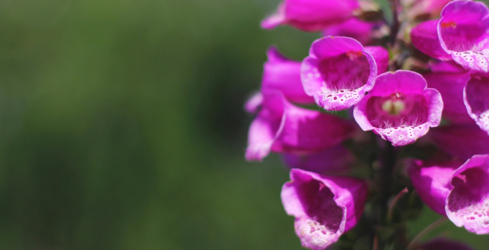 Fingerborgsblomma