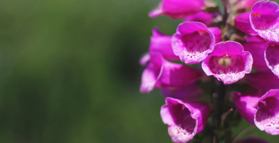 Foxglove plant