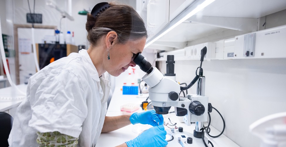 Forskning om bin i labbsal