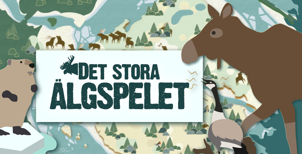 Grafik från Det stora älgspelet, SVT