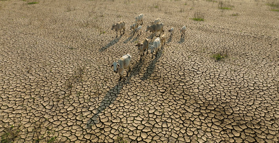 Livestock and Climate change, Thin cows walking on dry cracked earth looking for fresh water due lack of rain, an impact of drought and World Climate change.